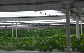 中國發展植物照明的四個關鍵點