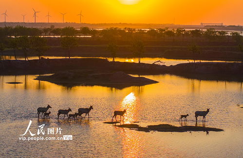 江蘇大豐 濕地麋鹿歡